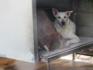 ANUBI (1)
