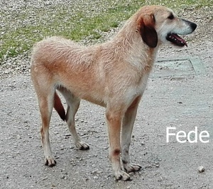 FEDE2