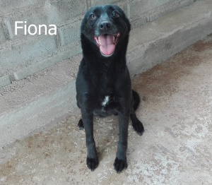 FIONA1