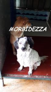 MORBIDEZZA SILENZIO (5)