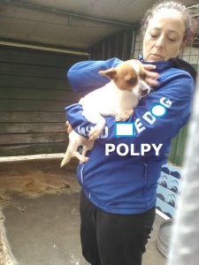 POLPY (2)