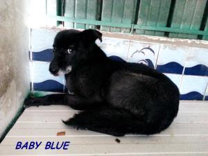 BABY BLUE (2)