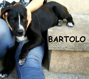 BARTOLO (1)