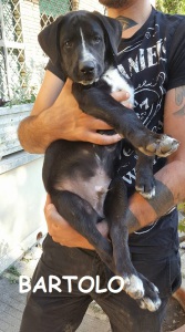 BARTOLO (3)