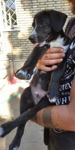 BARTOLO (4)