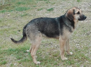 FIUX