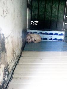 ICE