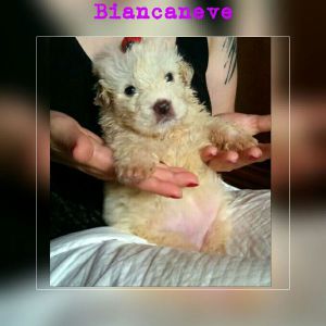 IMG-20170527-WA0001