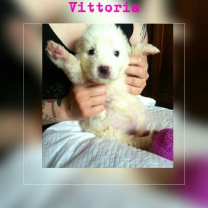 IMG-20170527-WA0003