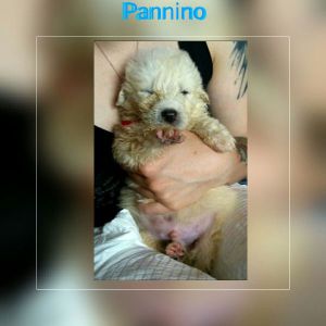 IMG-20170527-WA0004