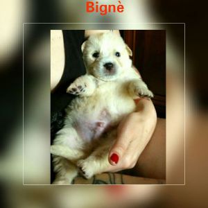 IMG-20170527-WA0005