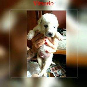IMG-20170527-WA0010