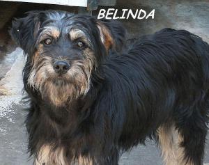 BELINDA (14)