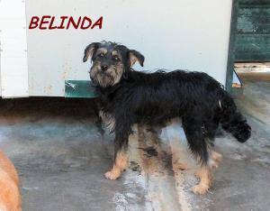 BELINDA (2)