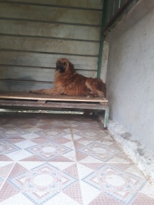ELVIS (1)