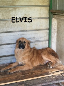 ELVIS (10)
