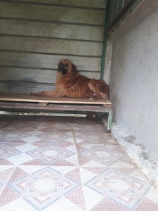 ELVIS (11)