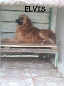 ELVIS (2)