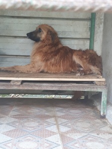 ELVIS (3)