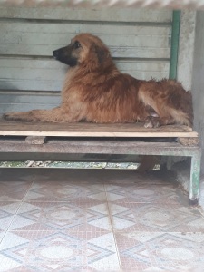 ELVIS (5)