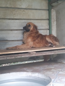 ELVIS (7)