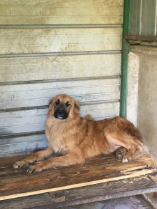 ELVIS (9)