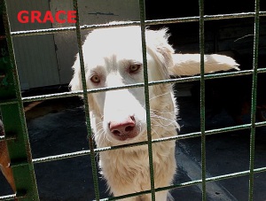 GRACE (10)