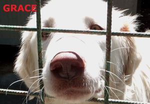 GRACE (16)