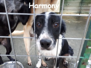HARMONY (1)
