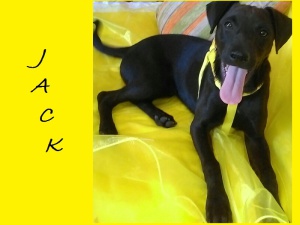 JACK