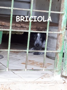 BRICIOLA (3)
