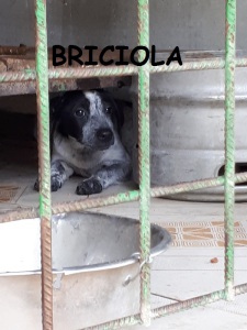 BRICIOLA (8)