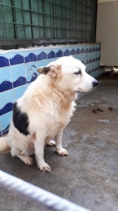 SIRIO (14)