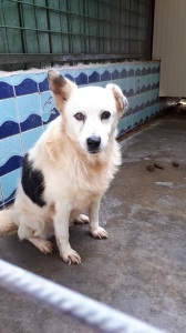 SIRIO (15)