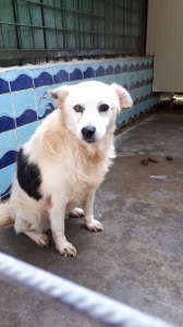 SIRIO (16)