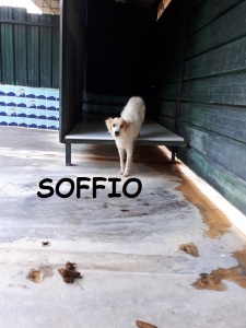 soffio (1)