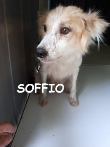 soffio (12)