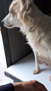 soffio (19)