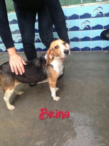 BRINA (6)