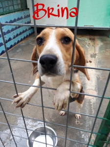 BRINA (7)