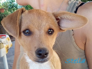 Stella