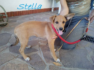 Stella2