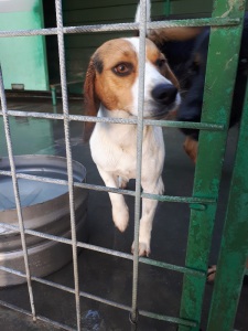 BILLY (12)