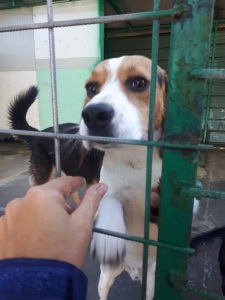 BILLY (6)