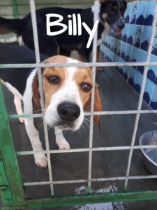 BILLY CON NOME