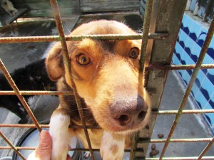 CASTAGNO (6)