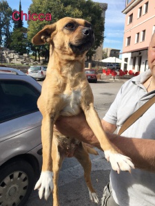 Chicca 1