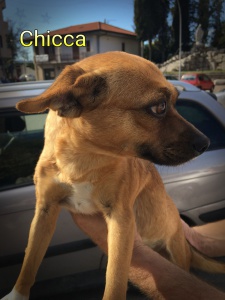 Chicca 3