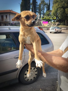 Chicca 4