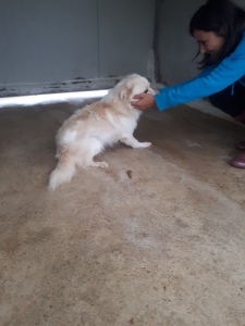 FIOCCO (8)